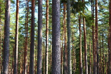 Obraz premium Pine forest