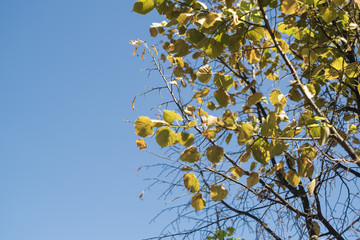 Yellow autumn leaves on a solid blue sky