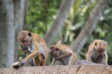 Naklejka premium Sri Lanka