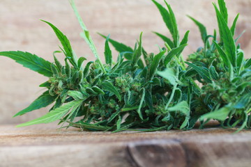 cannabis and hemp oil