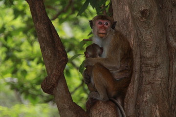 Sri Lanka