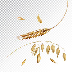 Vector realistic illustration of cereal spikelet.