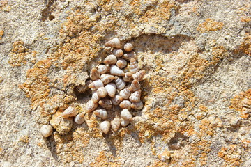 Kreiselschnecken auf einem Felsen auf Malta