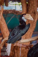 The bird chained in the zoon