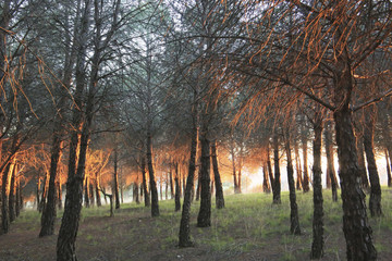 Naklejka premium El bosque en otoño4