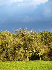 Streuobstwiese im Herbst