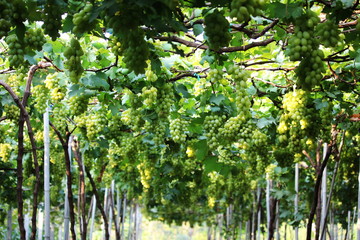 wine grapes on cordon at wine yard before harvest ,selective focus with blur background.