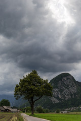 Obraz premium Lonely tree growing on the side of the countryside road old farming buildings on the background mountain view Slovenija 