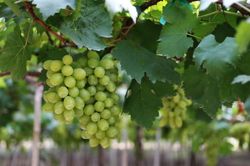 wine grapes on cordon at wine yard before harvest ,selective focus with blur background.