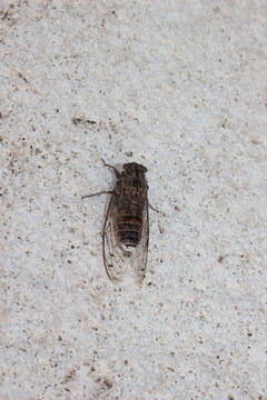 L&auml;rmerreger im Urlaub: Gro&szlig;e Singzikade zirpt