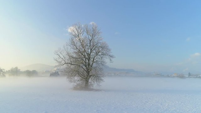 AERIAL TIME WARP Flying around bare frozen tree on magical misty morning in winter. Stunning foggy landscape, icy tree on snowy fields at golden sunrise.  Beautiful winter scenery in countryside town
