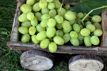 Big clusters of ripe green grapes in a wooden cart