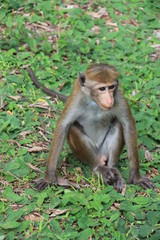 Naklejka na ściany i meble Sri Lanka