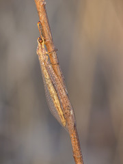 Ant lion on imago in natural space (Myrmeleon formicarius)