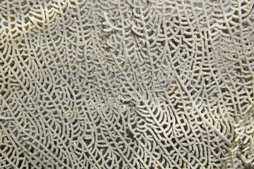 Close up of venus sea fan soft coral, Gorgonia flabellum, Caribbean sea