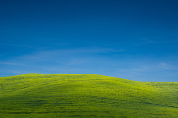 The green field  with clear sky