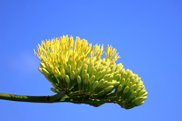 Fiore di Agave