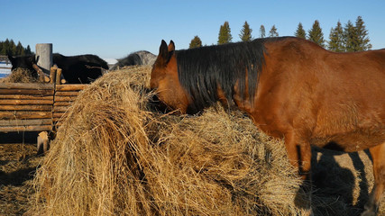 Horse eating grass. Well-groomed beautiful strong horse chewing hay