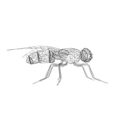illustration of a fly