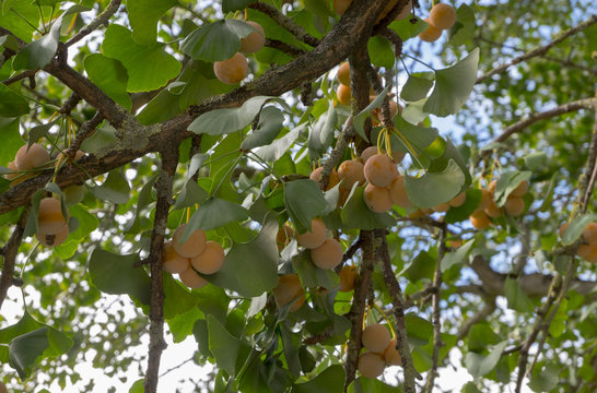 Fr&uuml;chte desGinkgobaum (Ginkgo biloba)
