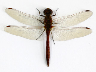 Close up Dragonfly on white background