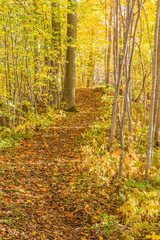Path through a deciduous forest with autumn colors