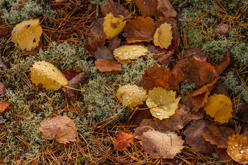 Autumn leaves on the ground in the woods