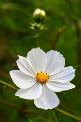 SCHMUCKK&Ouml;RBCHEN - KOSMEE (COSMOS BIPINNATUS)	