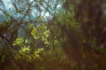 the flowers and leaves of acacia silver in the backlight in the spring in Abkhazia