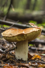 Boletus edulis. Boletus edulis in the middle of autumn forest