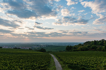 Obraz premium weinberge in der pfalz, sonnenaufgang