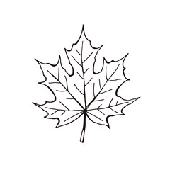 Hand drawn maple leaf outline. Maple leaf in line art style isolated on white background. - obrazy, fototapety, plakaty
