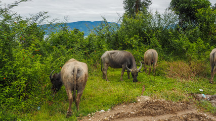 Obraz premium Buffalo in grass field