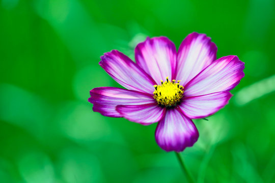 SCHMUCKK&Ouml;RBCHEN - KOSMEE (COSMOS BIPINNATUS)