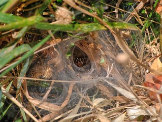 teia de aranha