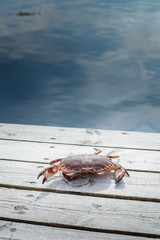 alive crab standing on wooden floor