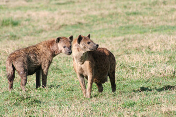 Fototapeta premium Hyänen Paar steht aufmerksam in der Steppe des Ngorongoro Nationalpark Tansania