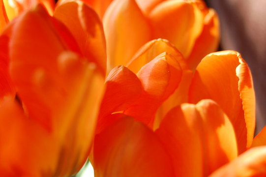 Tulpe orange