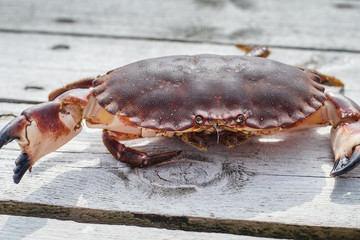 alive crab standing on wooden floor