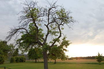Einsamer Baum