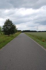 Fototapeta premium Einsame Strasse zwischen Wald und Feld