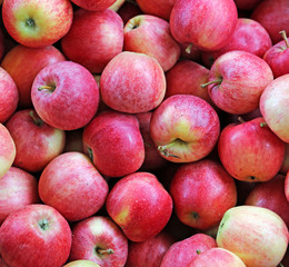 background of beautiful mature apples freshly harvested in the o