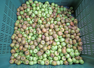 green organic apples in the box for sale