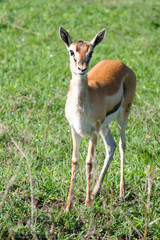 Antilope steht im Gras des Ngorongoro Nationalpark Tansania