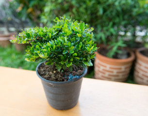 Young plant on the wooden table