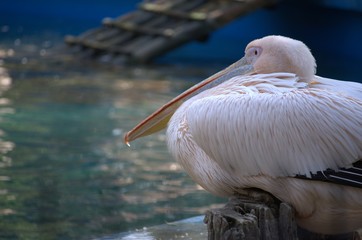 Pelican nestled on the shore of the lake. Photographed outdoors.