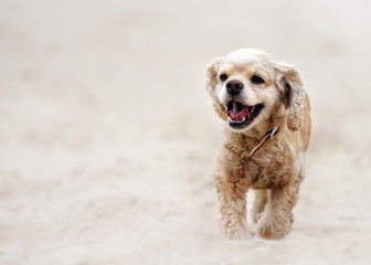 spaniel dog running on the sand beach