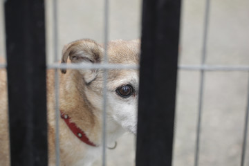 animal shelter - sad brown and white dog behind bars