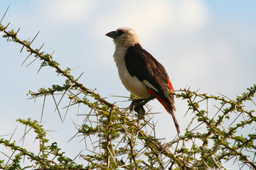 Büffel Weber Vogel sitzt auf kargem Ast im Serengeti Nationalpark von Tansania