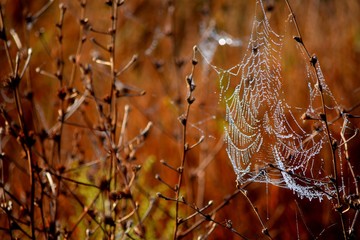 Rosa fell on a spider web in nature. Photographed outdoors.